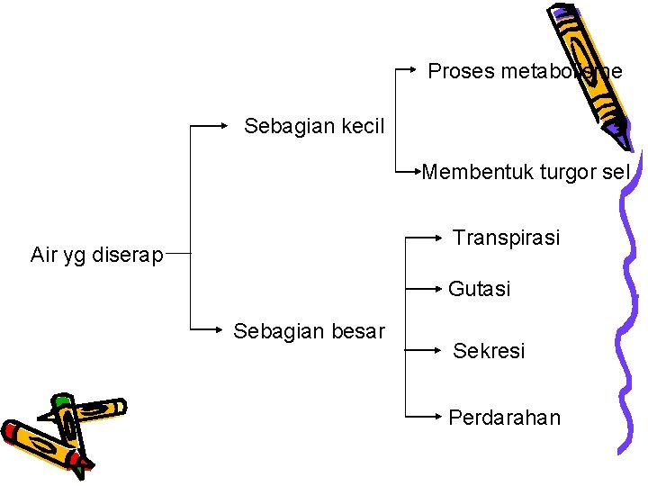 Proses metabolisme Sebagian kecil Membentuk turgor sel Transpirasi Air yg diserap Gutasi Sebagian besar Proses metabolisme Sebagian kecil Membentuk turgor sel Transpirasi Air yg diserap Gutasi Sebagian besar