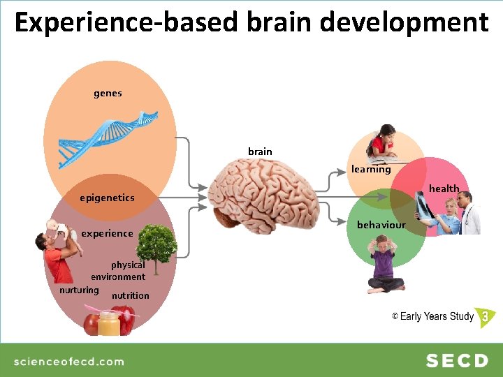 Experience-based brain development genes brain learning health epigenetics experience physical environment nurturing nutrition behaviour