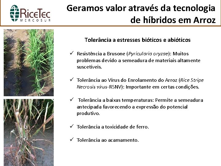 Geramos valor através da tecnologia de híbridos em Arroz Tolerância a estresses bióticos e