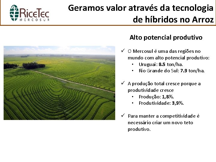 Geramos valor através da tecnologia de híbridos no Arroz Alto potencial produtivo ü O