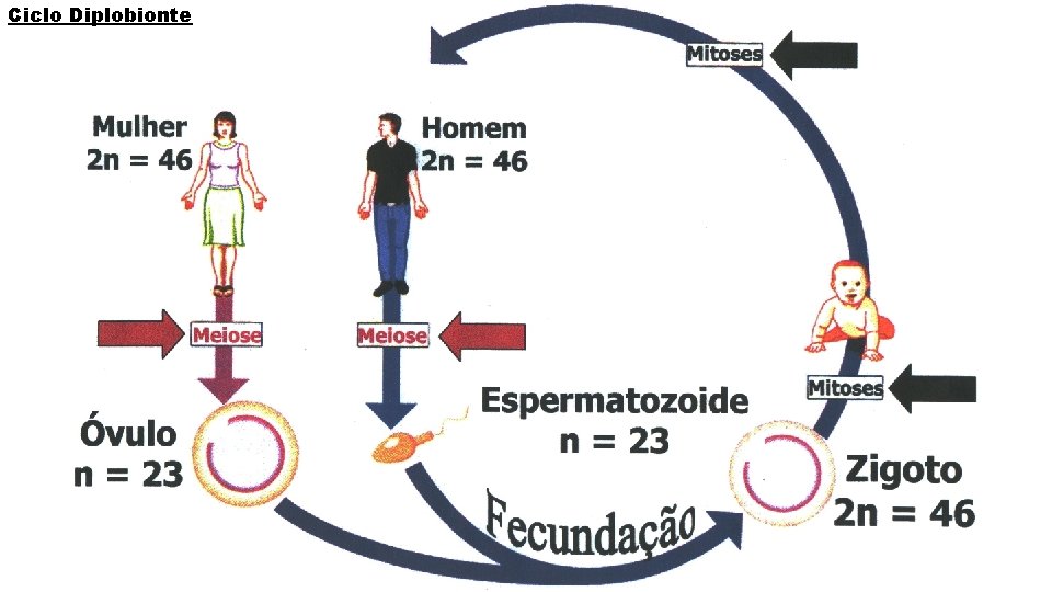 Ciclo Diplobionte 