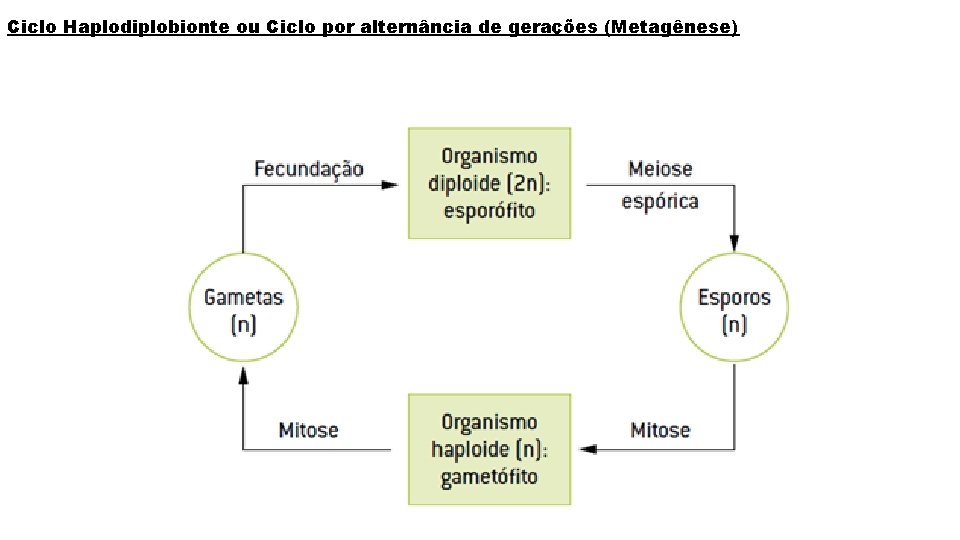 Ciclo Haplodiplobionte ou Ciclo por alternância de gerações (Metagênese) 