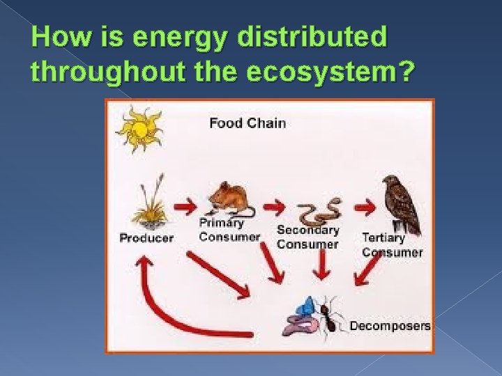 How is energy distributed throughout the ecosystem? 