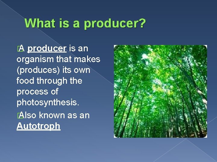 What is a producer? � A producer is an organism that makes (produces) its