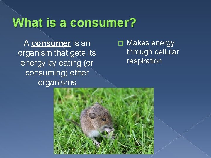 What is a consumer? A consumer is an organism that gets its energy by