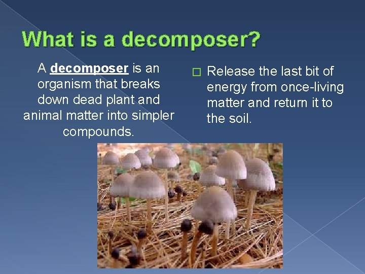 What is a decomposer? A decomposer is an organism that breaks down dead plant