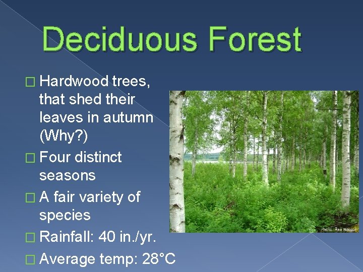 Deciduous Forest � Hardwood trees, that shed their leaves in autumn (Why? ) �
