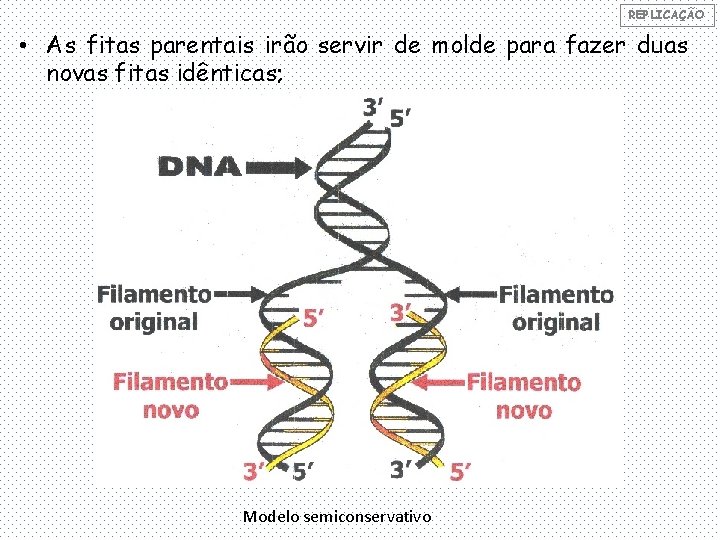 REPLICAÇÃO • As fitas parentais irão servir de molde para fazer duas novas fitas