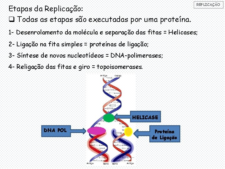 Etapas da Replicação: q Todas as etapas são executadas por uma proteína. REPLICAÇÃO 1