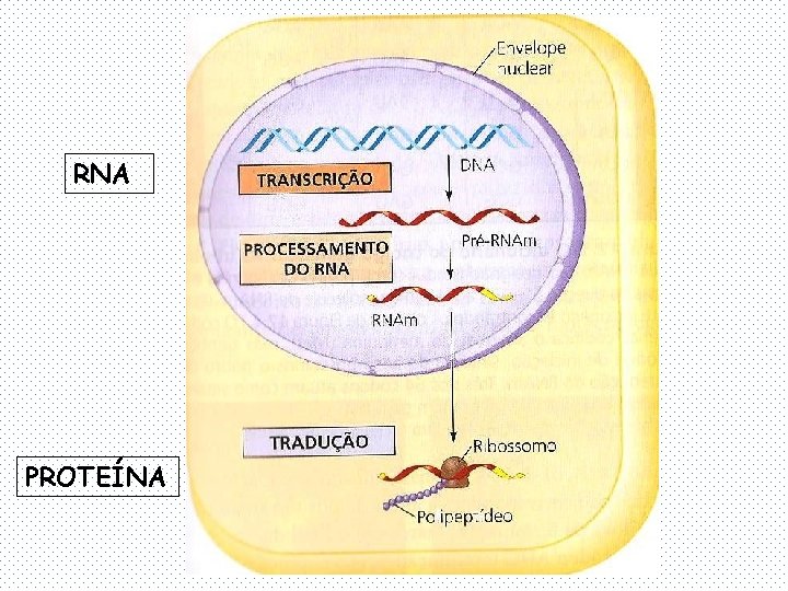 RNA PROTEÍNA 