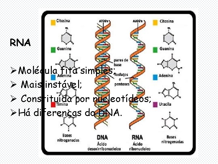RNA Ø Molécula fita simples; Ø Mais instável; Ø Constituída por nucleotídeos; Ø Há