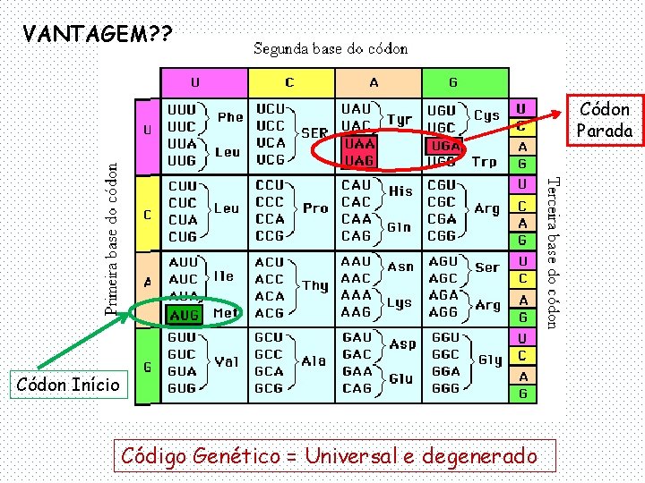 VANTAGEM? ? Códon Parada Códon Início Código Genético = Universal e degenerado 