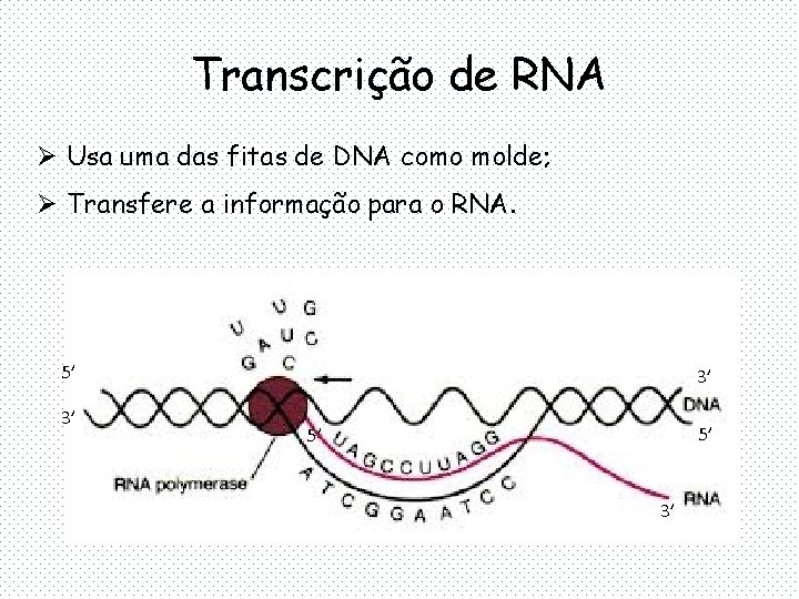 Transcrição de RNA Ø Usa uma das fitas de DNA como molde; Ø Transfere