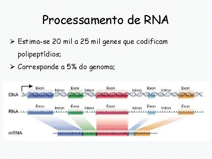Processamento de RNA Ø Estima-se 20 mil a 25 mil genes que codificam polipeptídios;