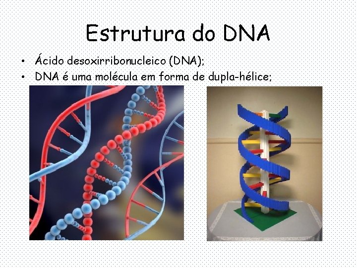 Estrutura do DNA • Ácido desoxirribonucleico (DNA); • DNA é uma molécula em forma