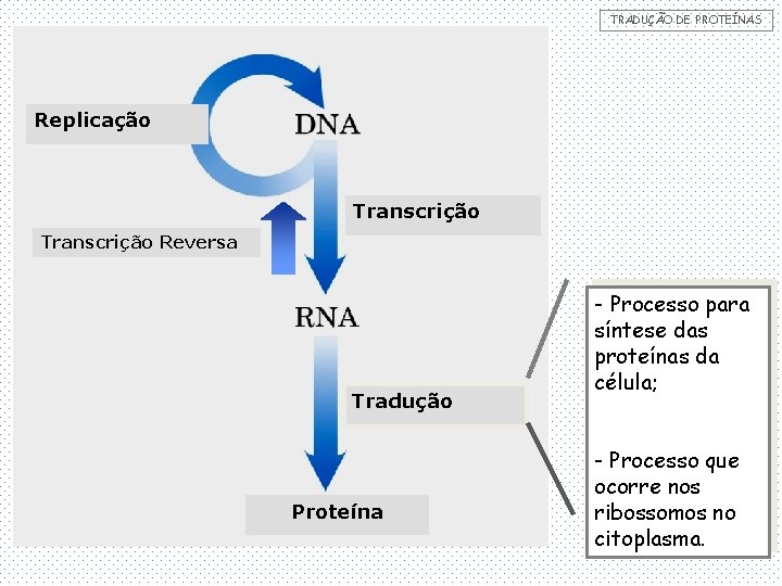 TRADUÇÃO DE PROTEÍNAS Replicação Transcrição Reversa Tradução Proteína - Processo para síntese das proteínas