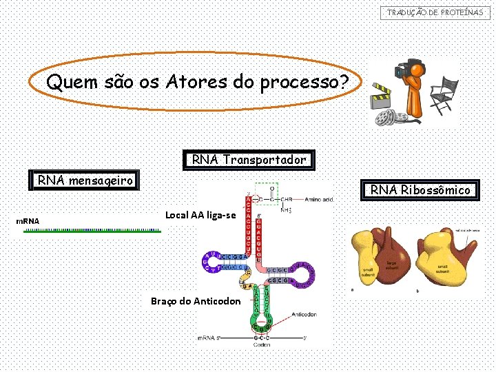 TRADUÇÃO DE PROTEÍNAS Quem são os Atores do processo? RNA Transportador RNA mensageiro RNA