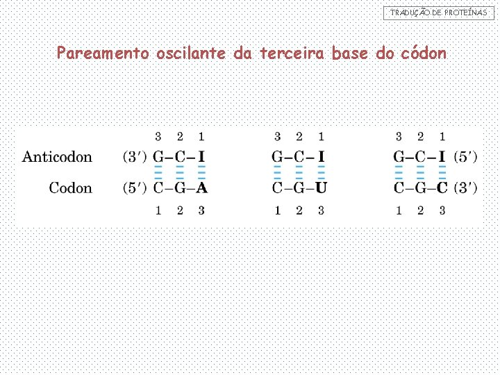 TRADUÇÃO DE PROTEÍNAS Pareamento oscilante da terceira base do códon 