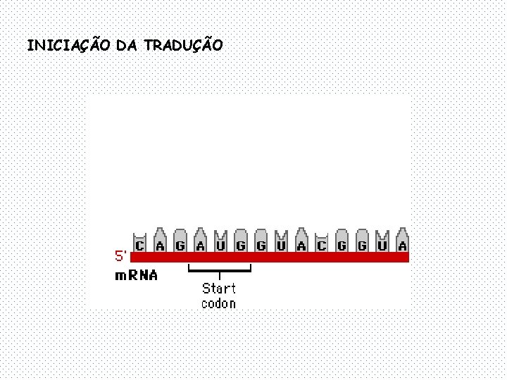 INICIAÇÃO DA TRADUÇÃO 