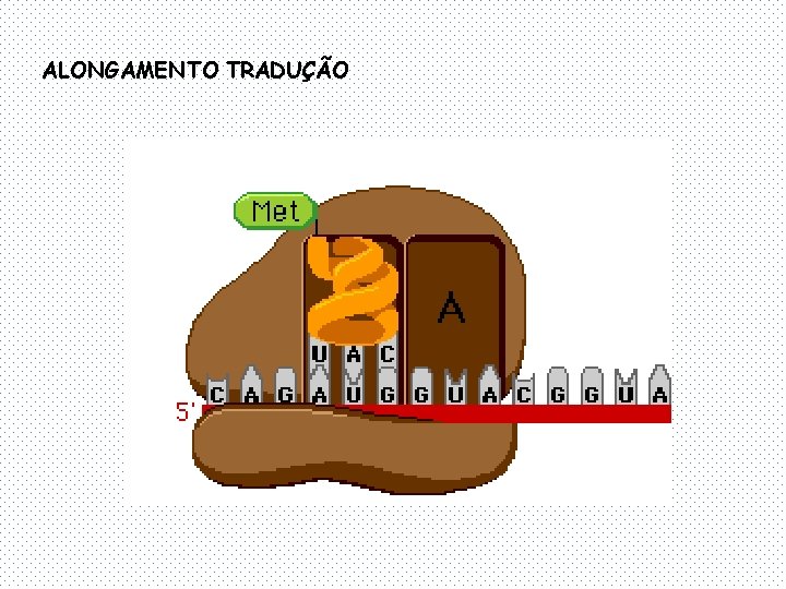 ALONGAMENTO TRADUÇÃO 