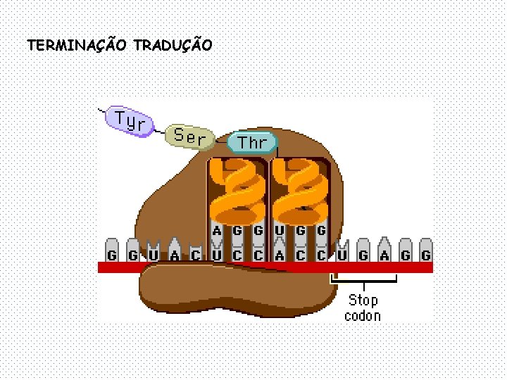 TERMINAÇÃO TRADUÇÃO 