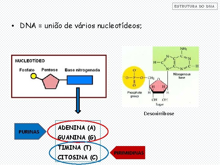 ESTRUTURA DO DNA • DNA = união de vários nucleotídeos; Desoxirribose PURINAS ADENINA (A)
