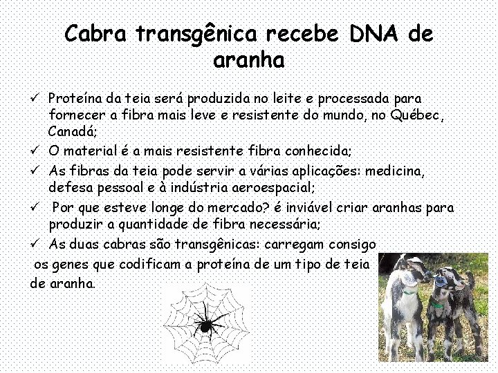 Cabra transgênica recebe DNA de aranha ü Proteína da teia será produzida no leite