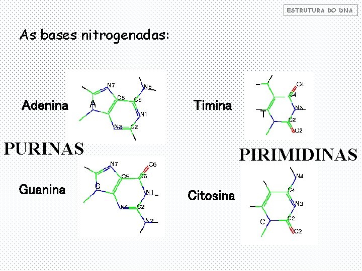 ESTRUTURA DO DNA As bases nitrogenadas: Adenina Timina PURINAS Guanina PIRIMIDINAS Citosina 