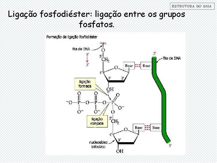 ESTRUTURA DO DNA Ligação fosfodiéster: ligação entre os grupos fosfatos. 