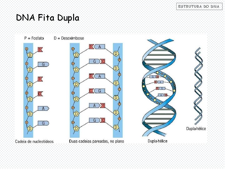 ESTRUTURA DO DNA Fita Dupla 