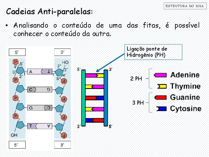 ESTRUTURA DO DNA Cadeias Anti-paralelas: • Analisando o conteúdo de uma das fitas, é