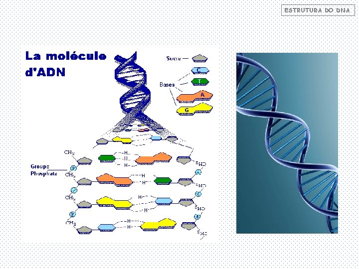 ESTRUTURA DO DNA 