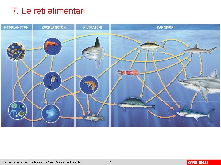 7. Le reti alimentari Cristina Cavazzuti, Daniela Damiano, Biologia, Zanichelli editore 2019 17 