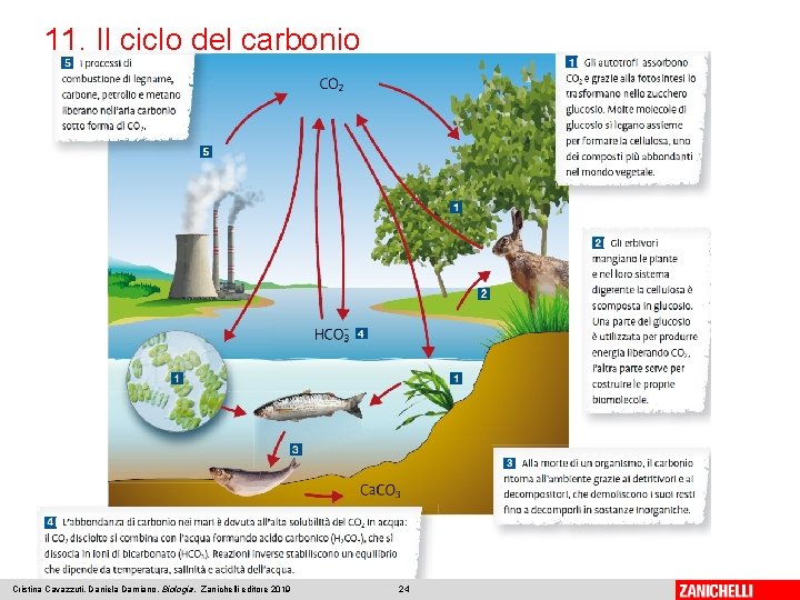 11. Il ciclo del carbonio Cristina Cavazzuti, Daniela Damiano, Biologia, Zanichelli editore 2019 24