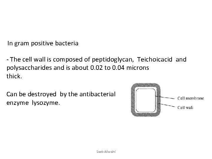 In gram positive bacteria - The cell wall is composed of peptidoglycan, Teichoicacid and