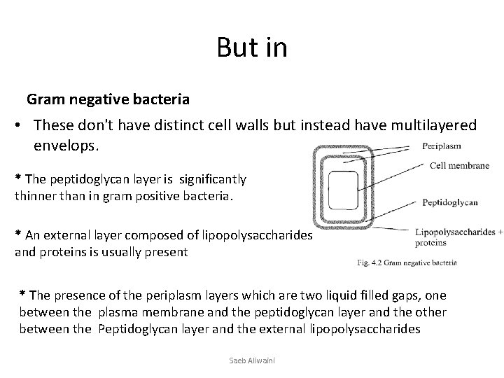 But in Gram negative bacteria • These don't have distinct cell walls but instead