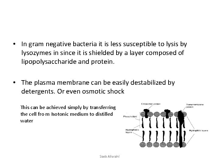  • In gram negative bacteria it is less susceptible to lysis by lysozymes
