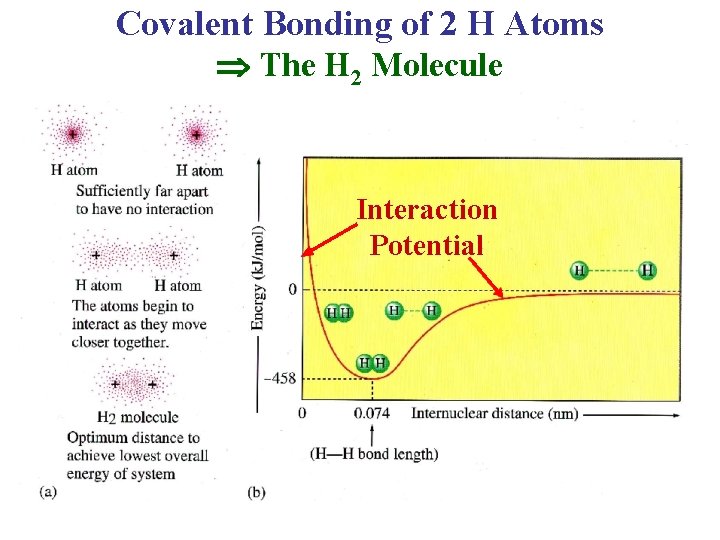 Covalent Bonding of 2 H Atoms The H 2 Molecule Interaction Potential 