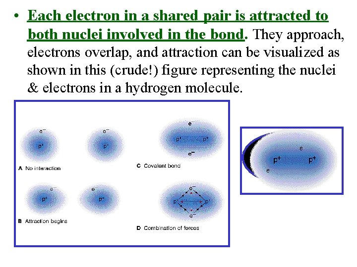  • Each electron in a shared pair is attracted to both nuclei involved