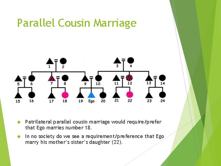 Parallel Cousin Marriage Patrilateral parallel cousin marriage would require/prefer that Ego marries number 18.