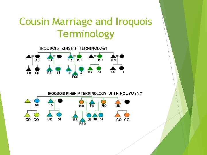 Cousin Marriage and Iroquois Terminology WITH POLYGYNY 