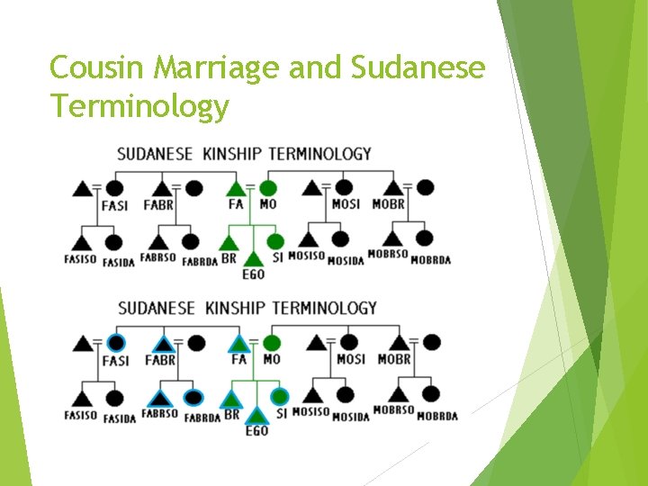 Cousin Marriage and Sudanese Terminology 