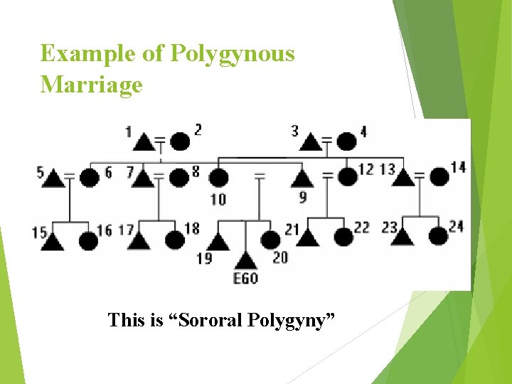 Example of Polygynous Marriage This is “Sororal Polygyny” 