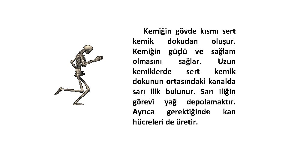 Kemiğin gövde kısmı sert kemik dokudan oluşur. Kemiğin güçlü ve sağlam olmasını sağlar. Uzun