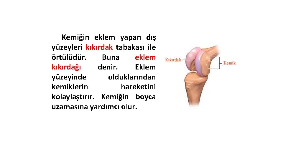 Kemiğin eklem yapan dış yüzeyleri kıkırdak tabakası ile örtülüdür. Buna eklem kıkırdağı denir. Eklem