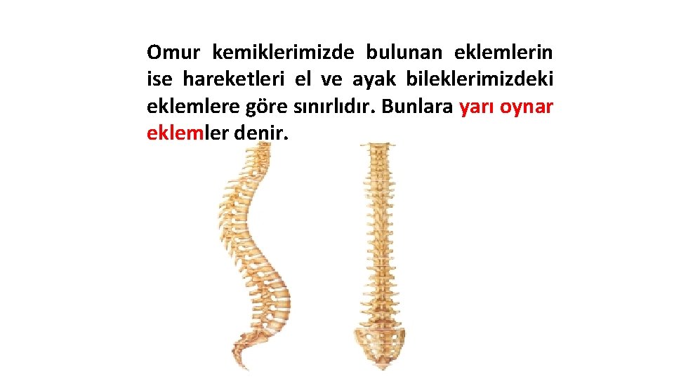 Omur kemiklerimizde bulunan eklemlerin ise hareketleri el ve ayak bileklerimizdeki eklemlere göre sınırlıdır. Bunlara