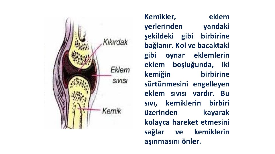 Kemikler, eklem yerlerinden yandaki şekildeki gibi birbirine bağlanır. Kol ve bacaktaki gibi oynar eklemlerin