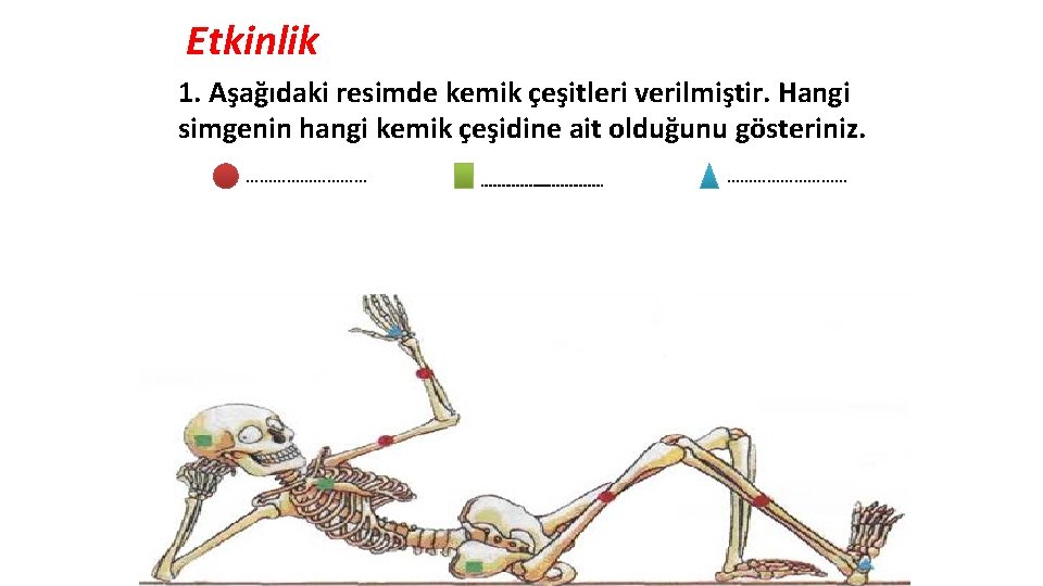 Etkinlik 1. Aşağıdaki resimde kemik çeşitleri verilmiştir. Hangi simgenin hangi kemik çeşidine ait olduğunu