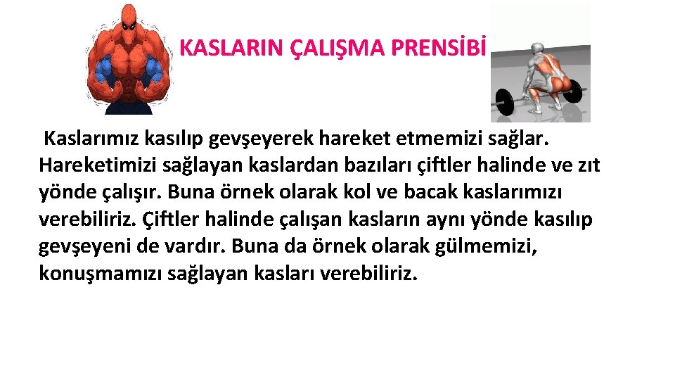 KASLARIN ÇALIŞMA PRENSİBİ Kaslarımız kasılıp gevşeyerek hareket etmemizi sağlar. Hareketimizi sağlayan kaslardan bazıları çiftler