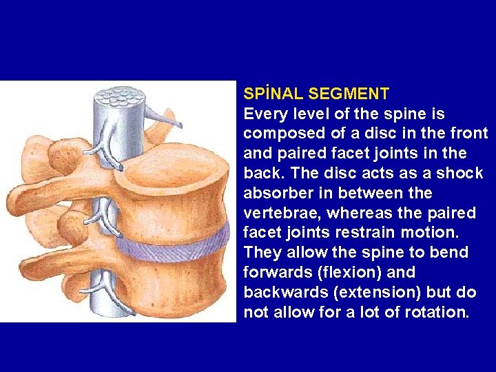 SPİNAL SEGMENT Every level of the spine is composed of a disc in the